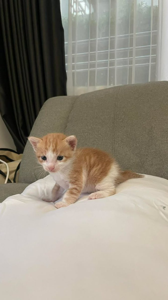 Catster & Co บ้านพักพิงแมวจร tweet media