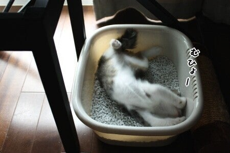 にゃぱねっと♂ tweet media