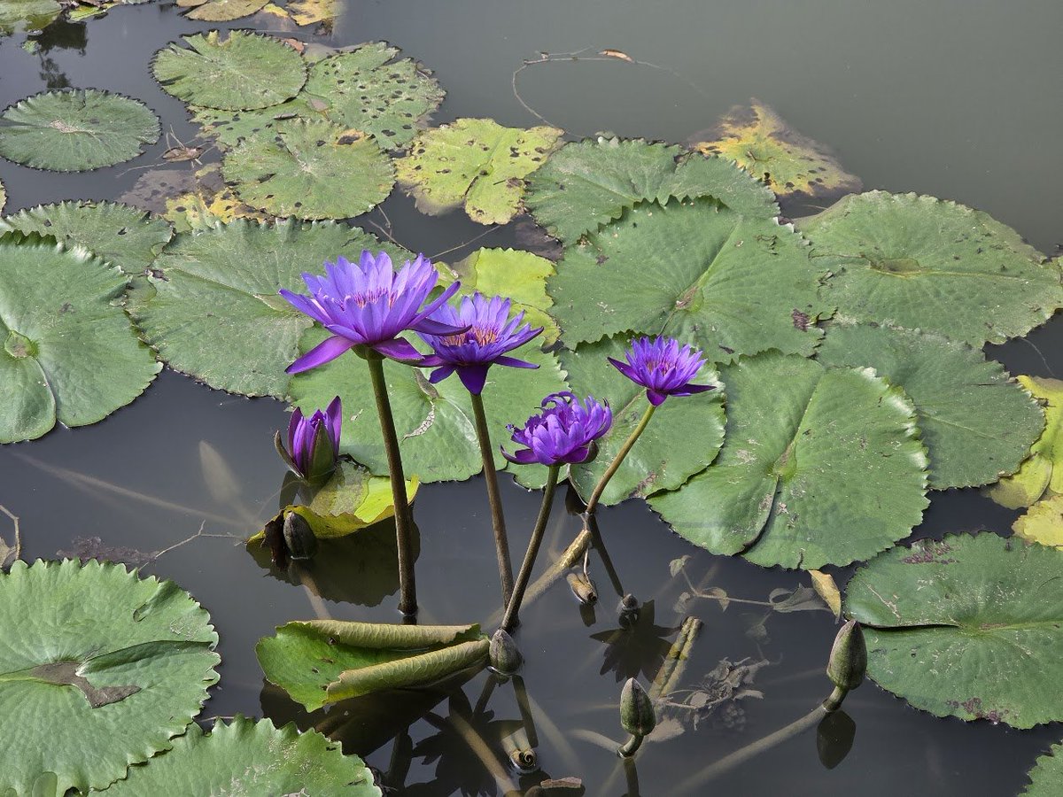 Ananth_IRAS's tweet image. 💜 Today is Purple Day. 

Drop something PURPLE from your gallery 📷 📷

#purple #photography