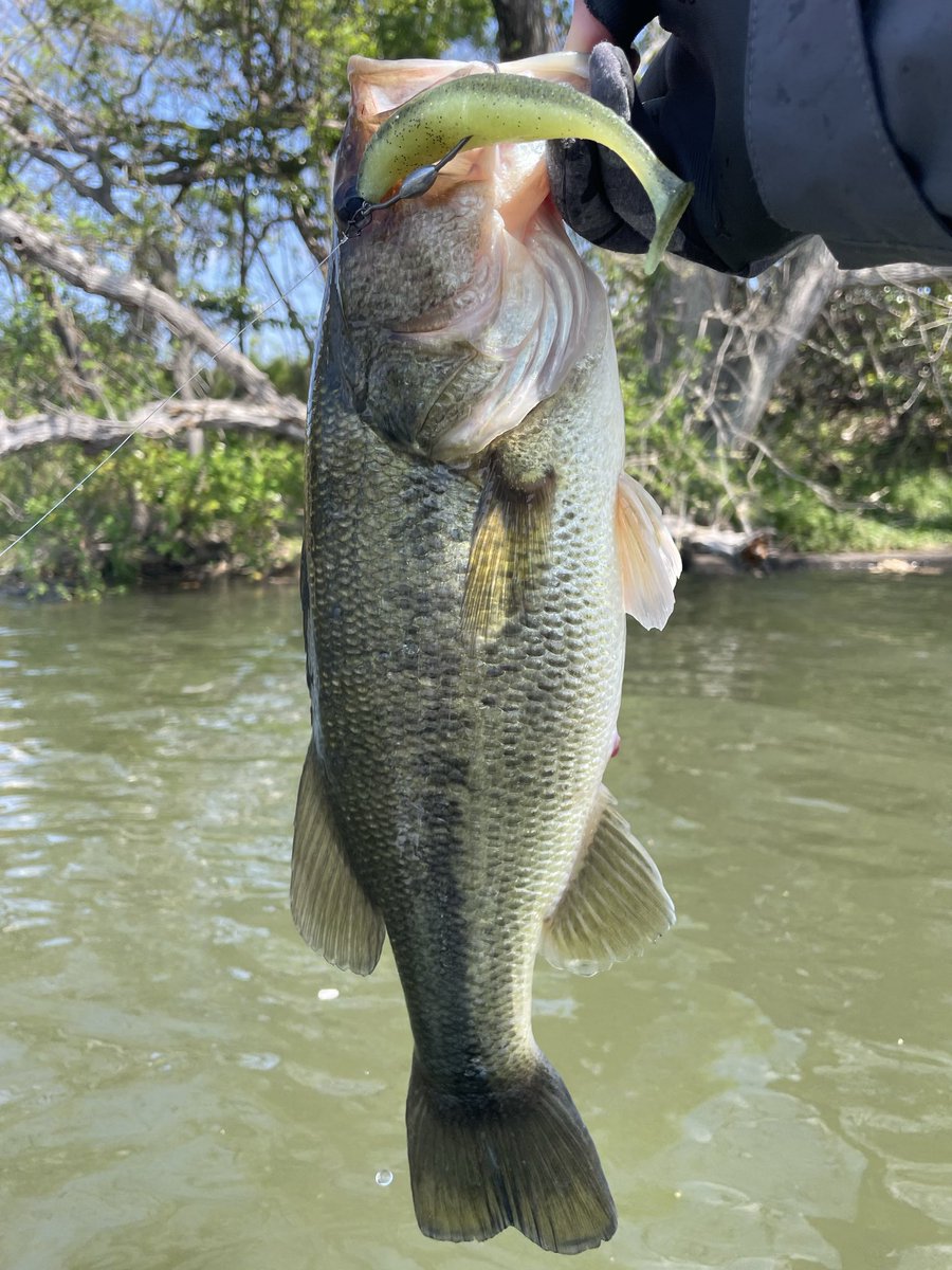 ドボンチ tweet media