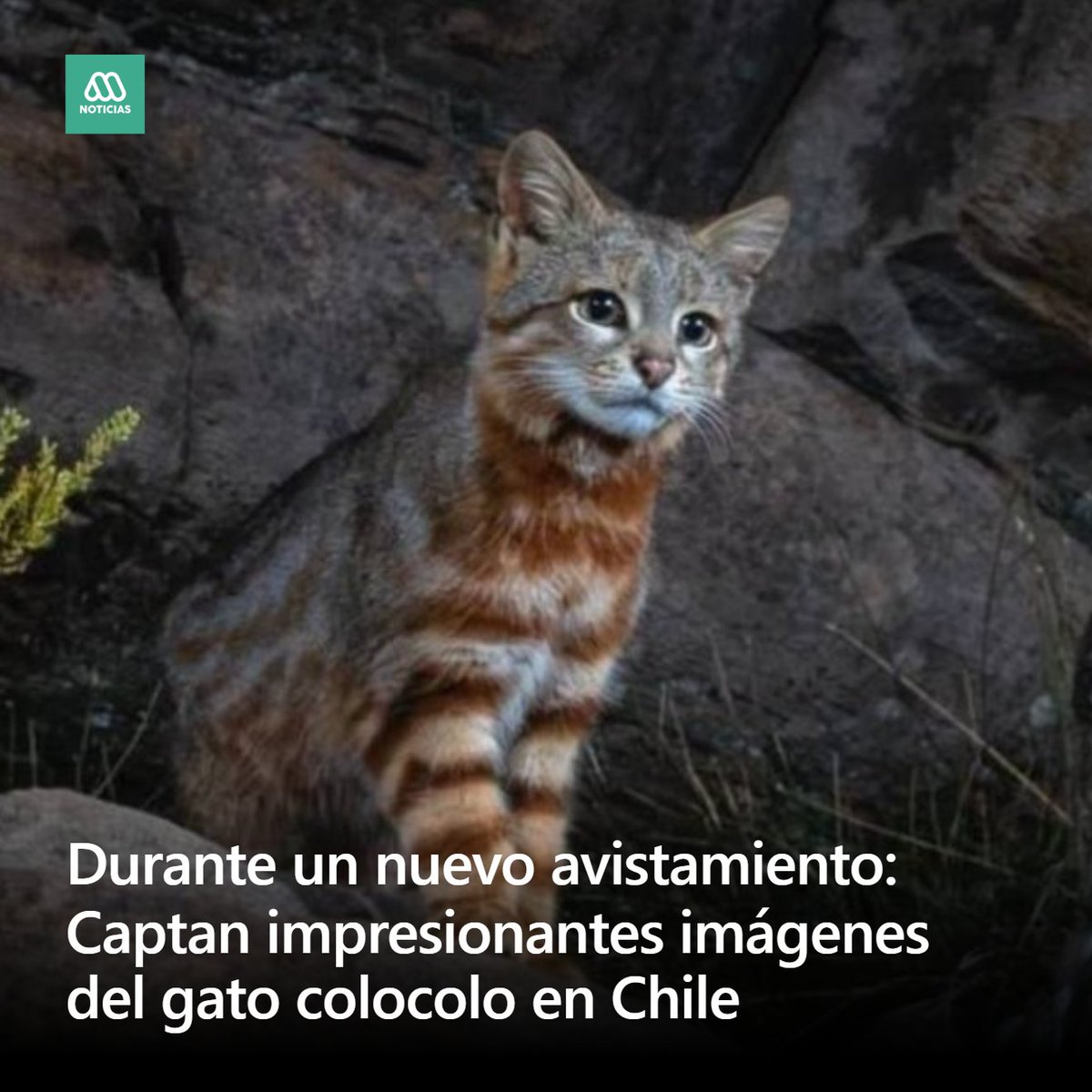 Meganoticias tweet media