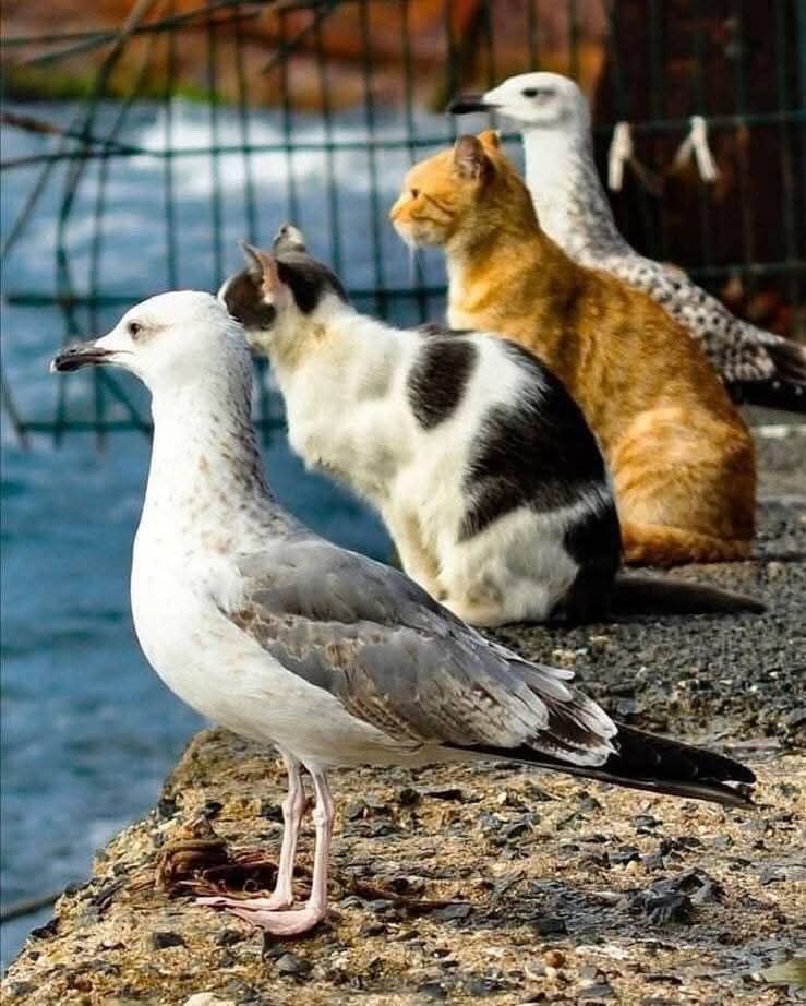 Ö. Çağlar tweet media