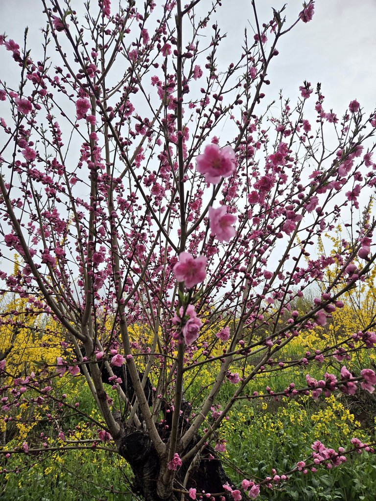 マシュー(つぼつぼ)甘蕩 tweet media