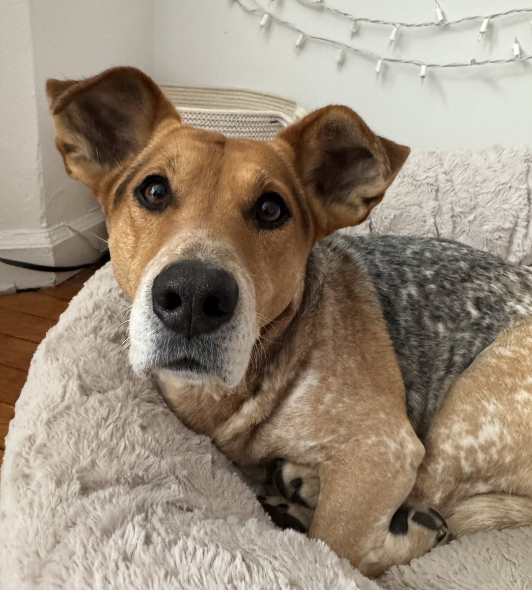 Sophie Vershbow tweet media