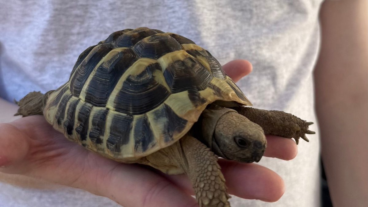 Model Village, Devon tweet media