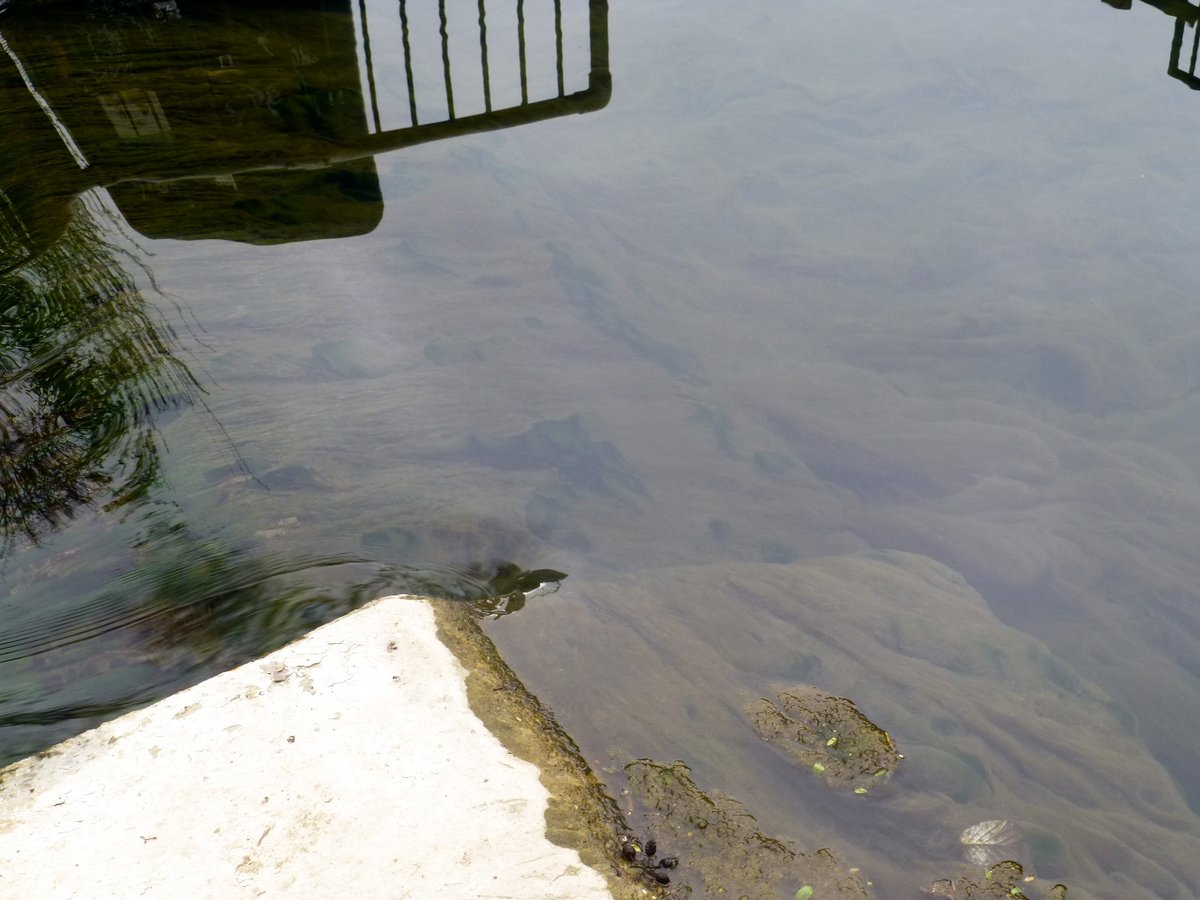 OfGranta's tweet photo. Has anyone any suggestions what is at the bottom of the river? https://t.co/kZfY2WlYJA