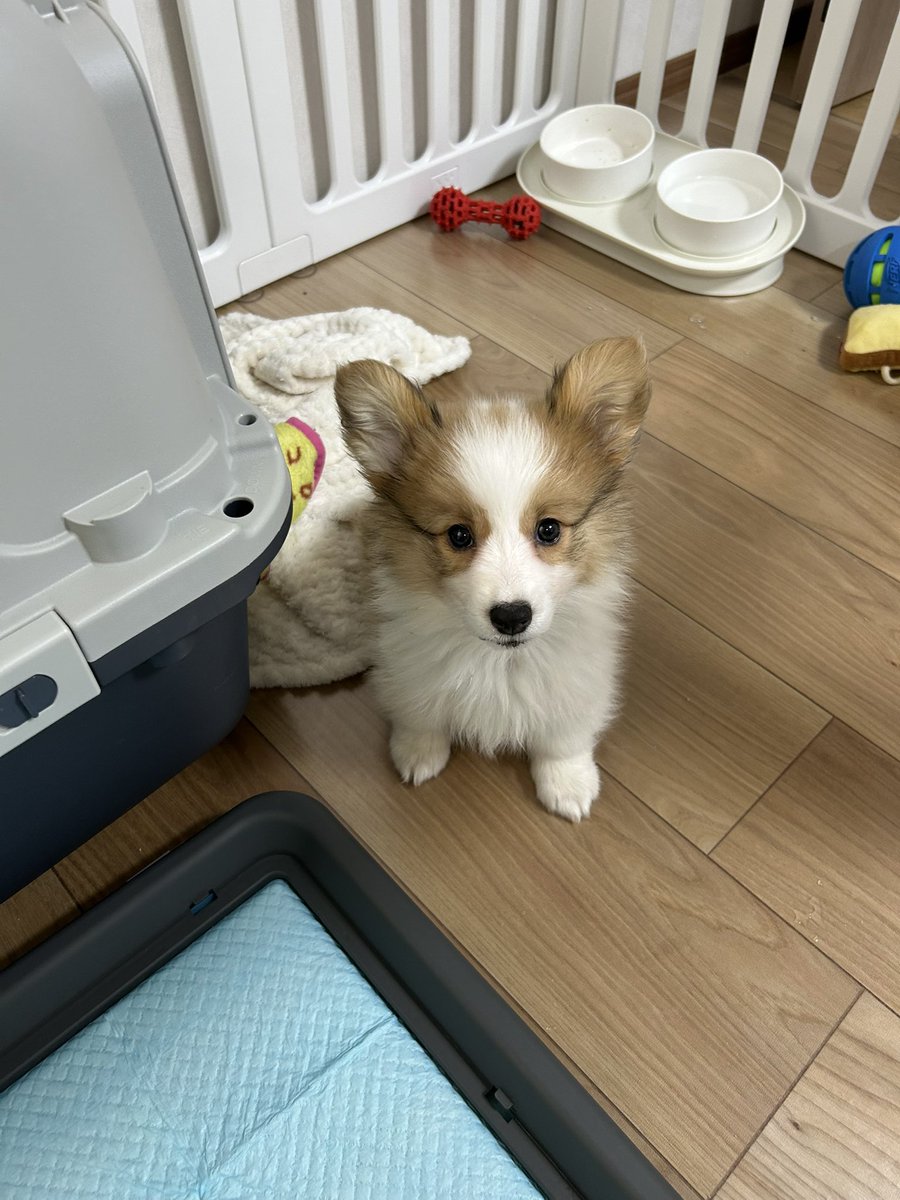 牛乳の妖精 tweet media