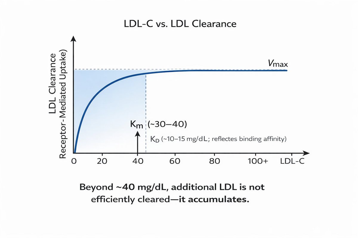 👆 Rethinking “Normal” LDL-C: A Physiological Mismatch

📍 LDL receptor kinetics are not aligned with current clinical definitions
📍 Half-maximal receptor-mediated LDL uptake occurs at ~30–40 mg/dL (Km range), far below what we label as “acceptable”.

📍 Binding affinity tells