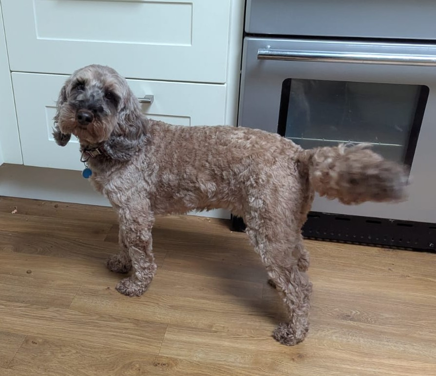 millypod1's tweet photo. 🆘2 APR 2025 #Lost Alfie #ScanMe
Cockerpoo Male
Near the footbridge over #M4 Motorway between #Boxford and #Winterbourne #RG20
County #Newbury West #Berkshire
Very nervous, unlikely to approach strangers.
https://t.co/XRMzrnPVkG https://t.co/fG0jvhz0nw