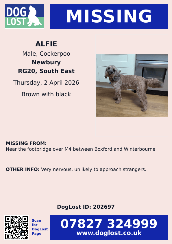 millypod1's tweet photo. 🆘2 APR 2025 #Lost Alfie #ScanMe
Cockerpoo Male
Near the footbridge over #M4 Motorway between #Boxford and #Winterbourne #RG20
County #Newbury West #Berkshire
Very nervous, unlikely to approach strangers.
https://t.co/XRMzrnPVkG https://t.co/fG0jvhz0nw