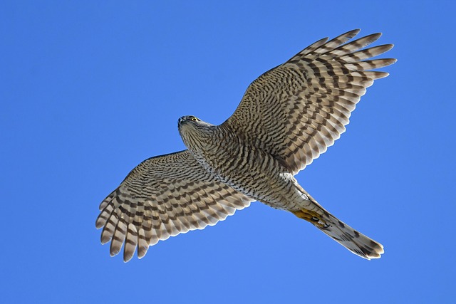 Cody Sullivan tweet media