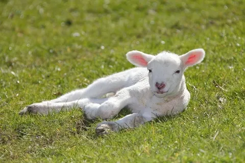 Larry Picantelitz tweet media