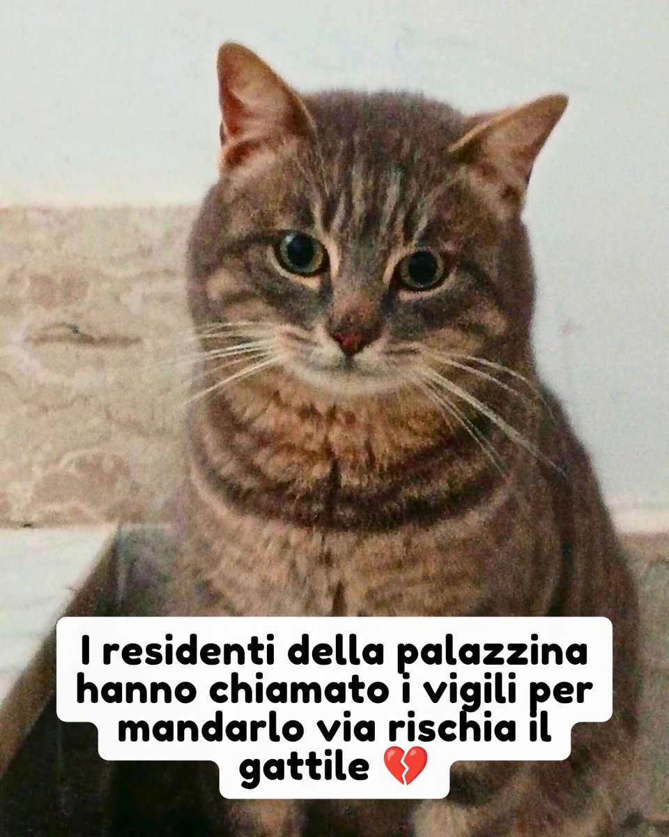 Pets Proof tweet media