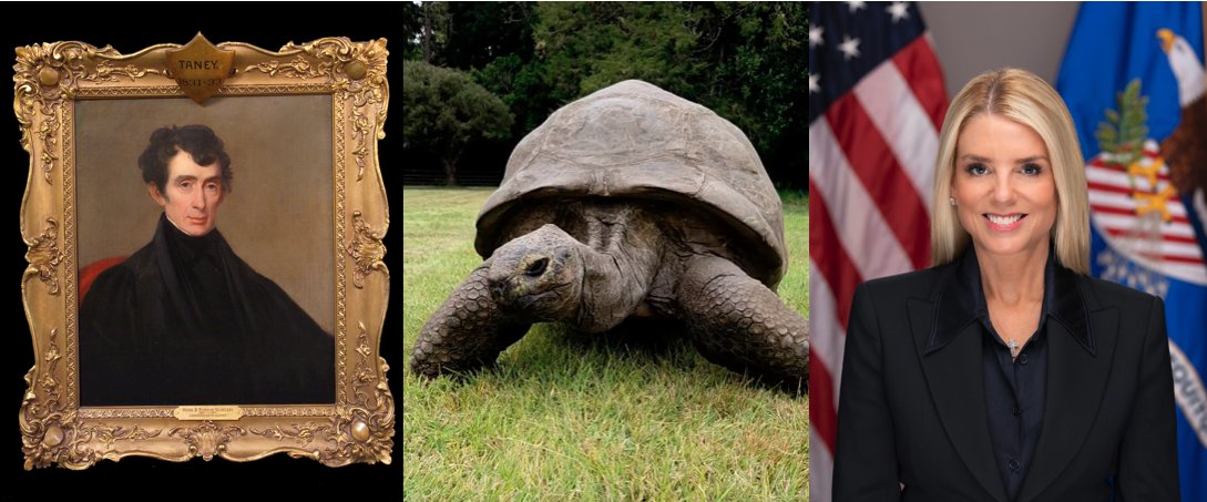 St Helena in Focus tweet media