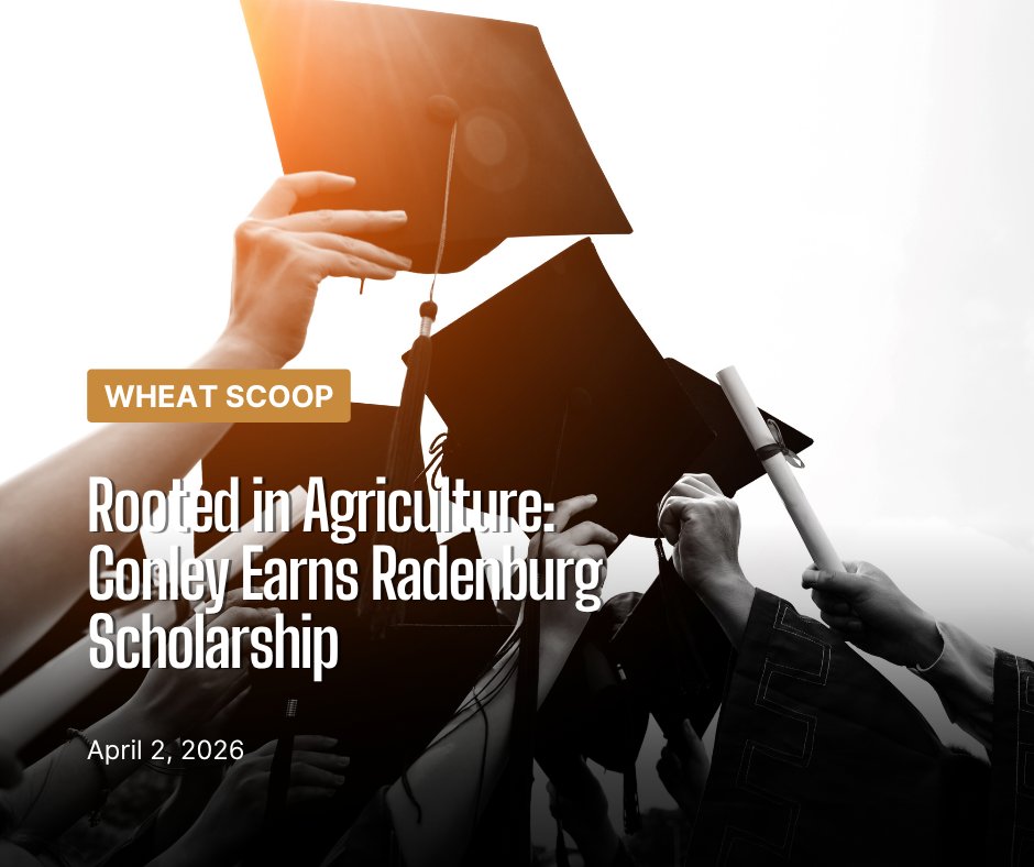 KansasWheat tweet media