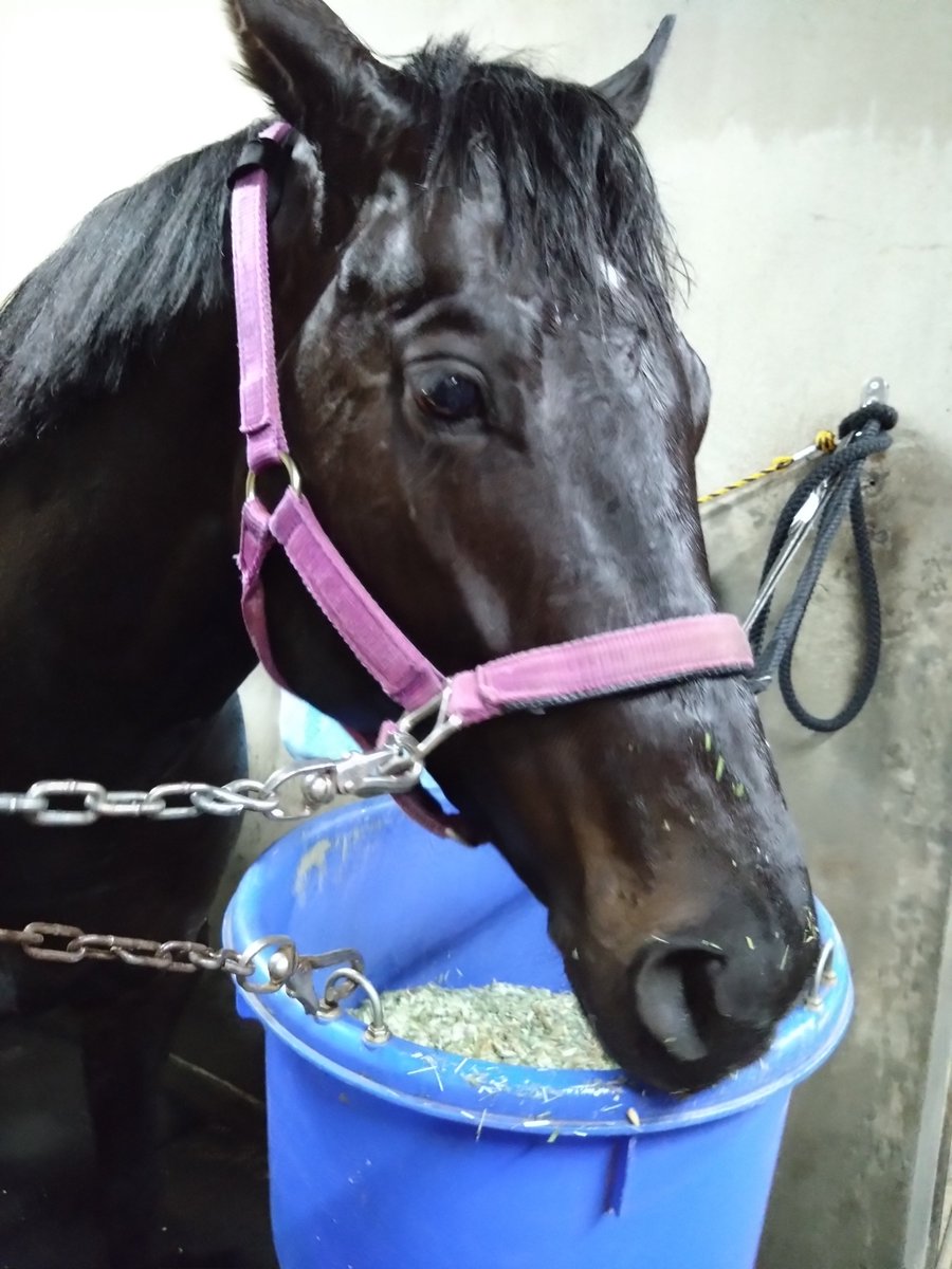 厩務員Ｔ tweet media