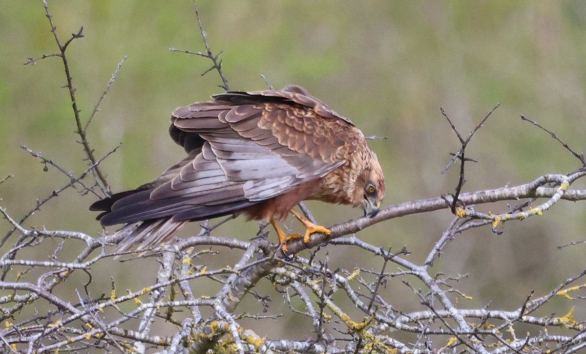 Stuart Fox tweet media