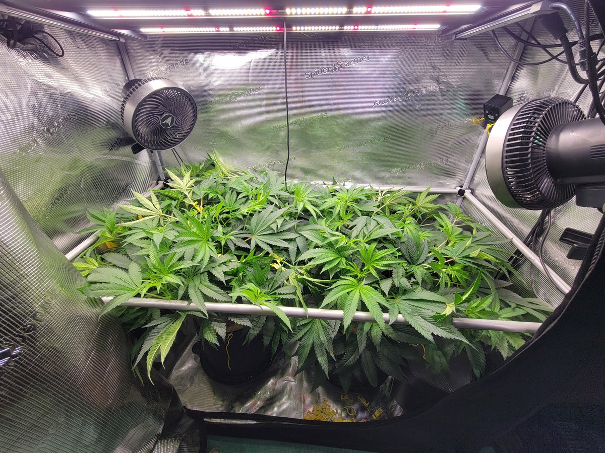 TentsGotAGarden's tweet photo. Day 8 Flower - Frosted Socks F1
LST, StashBlend water, and a lollipop🪴 moving in the right direction chewing through the StashNutrient in the soil, self water bases are working nicely 🤘
NFSOT FEPO https://t.co/uO5EL06AwC