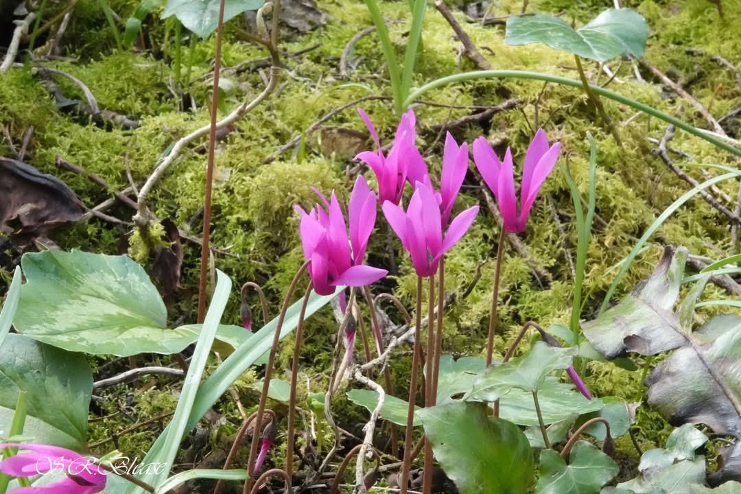 ACHUB PENRHOS / SAVE PENRHOS NATURE RESERVE 🍃💚🍃 tweet media