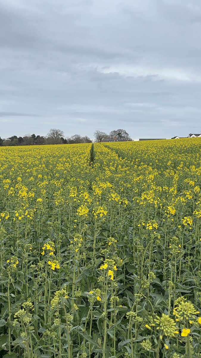 Gallant Old Olly🏳️‍🌈 tweet media