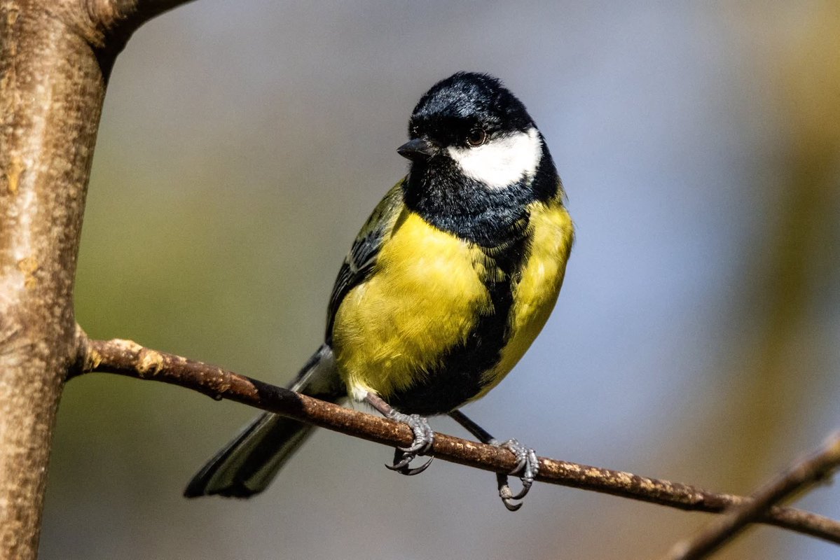 Ness Owen tweet media