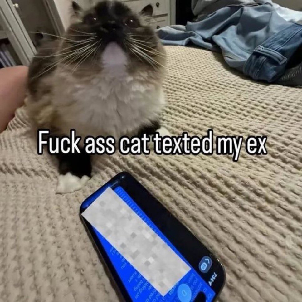 LiterallyMeCats tweet media