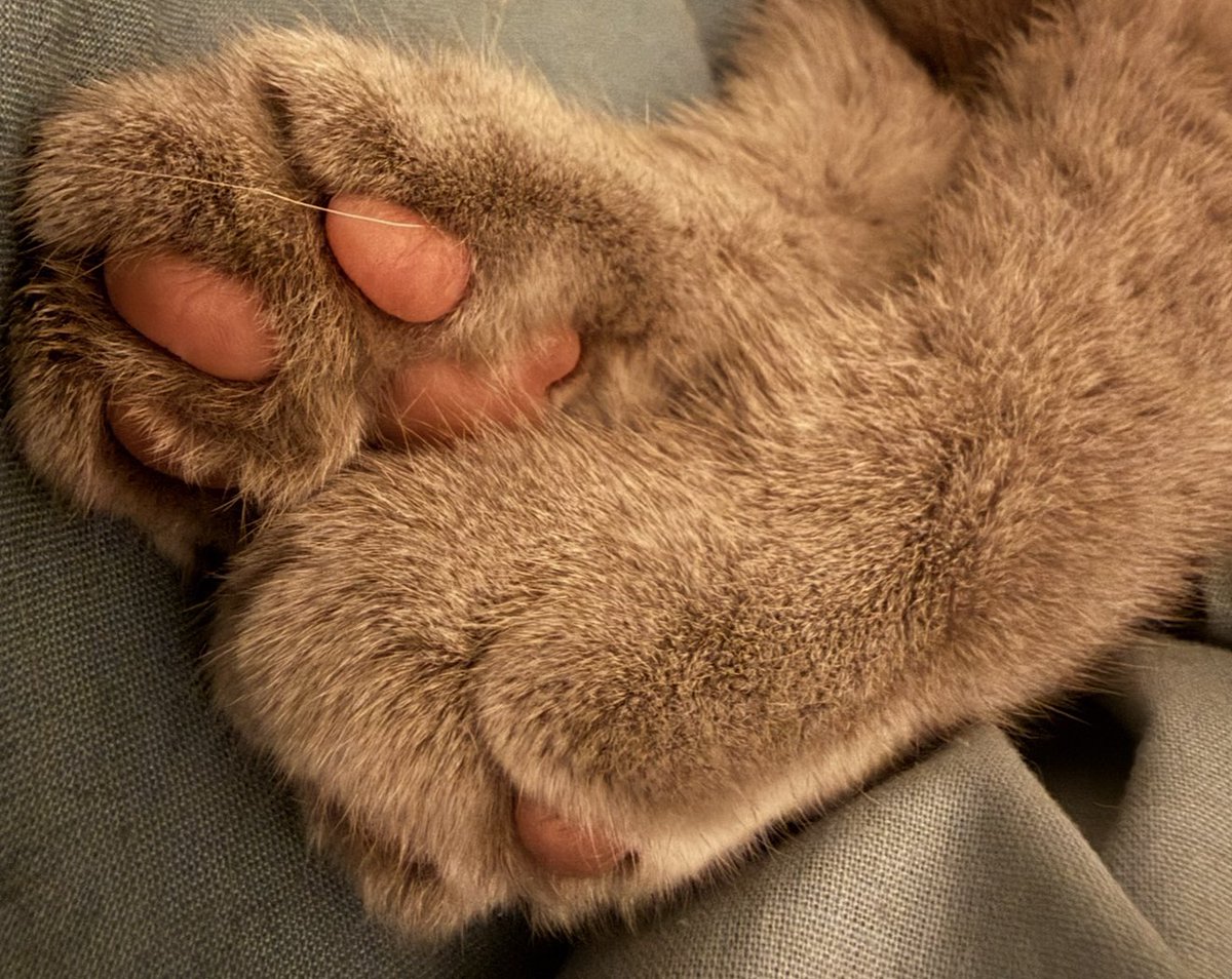 Pata roliça 🪿🦊 🐾 tweet media