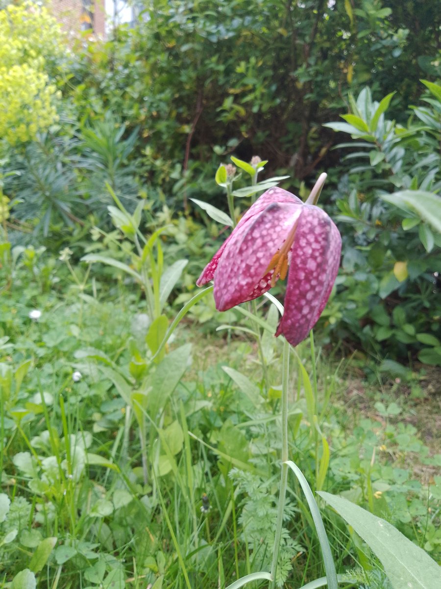 QM_UNISON's tweet image. Seen today at the Clement Attlee square (amid destruction, redudancy meetings, module closure proposals &amp;amp; endless cuts @QMUL )
Our UNISON Green Reps have worked with the gardens teams to sow wildflower seeds on campus.
Seeds of wilderness thriving on poor soils #WeAreStillHere