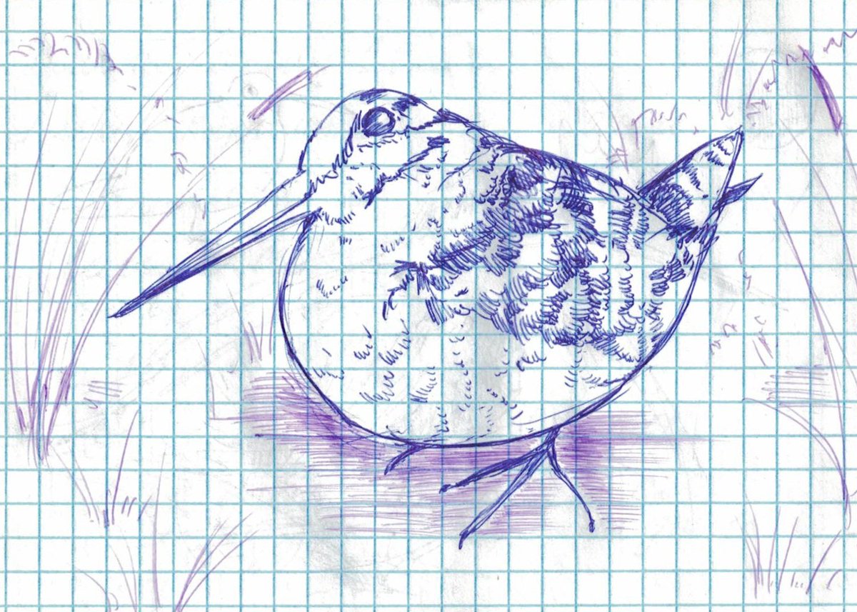 JuliaKattison's tweet photo. Без предисловий meep bird

#art #sketch #woodcock #bird https://t.co/mojpGa8gz9