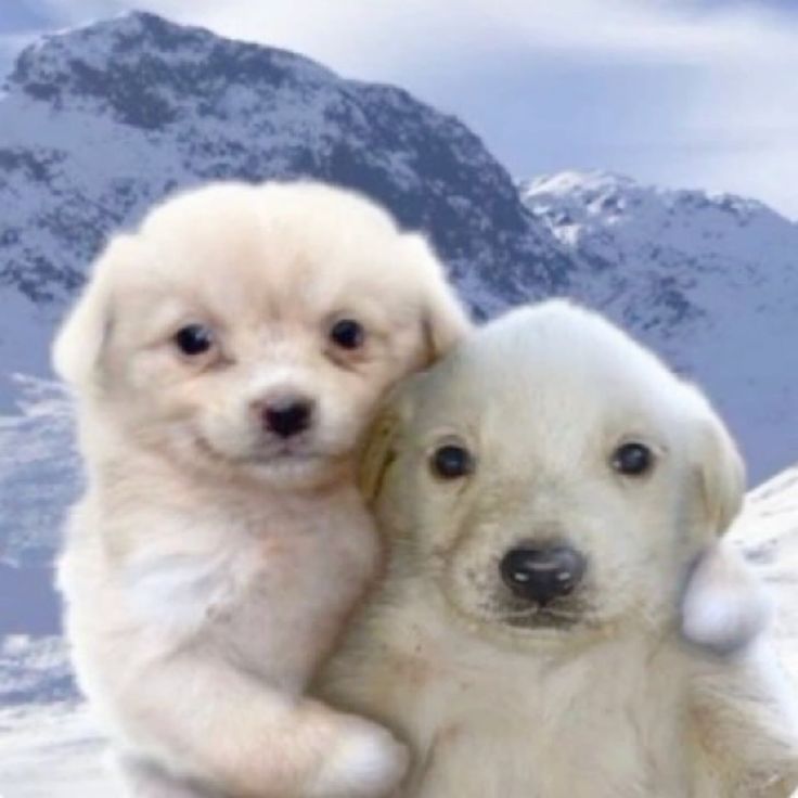 lemonteart's tweet photo. #florimatt but they are SILLY PUPPIES https://t.co/lO7NmaHthL
