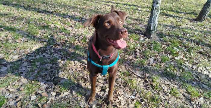 LabradoryOrg's tweet image. Inka, ok 2-letnia mix labradorka szuka pilnie nowego domu
Więcej: adopcje.labradory.org/inka-5/
tel: 573981988, 510957071 #labradoryorg #labradorydoadopcji #labrador #labradorretriever #adoptujpsa #domtymczasowy