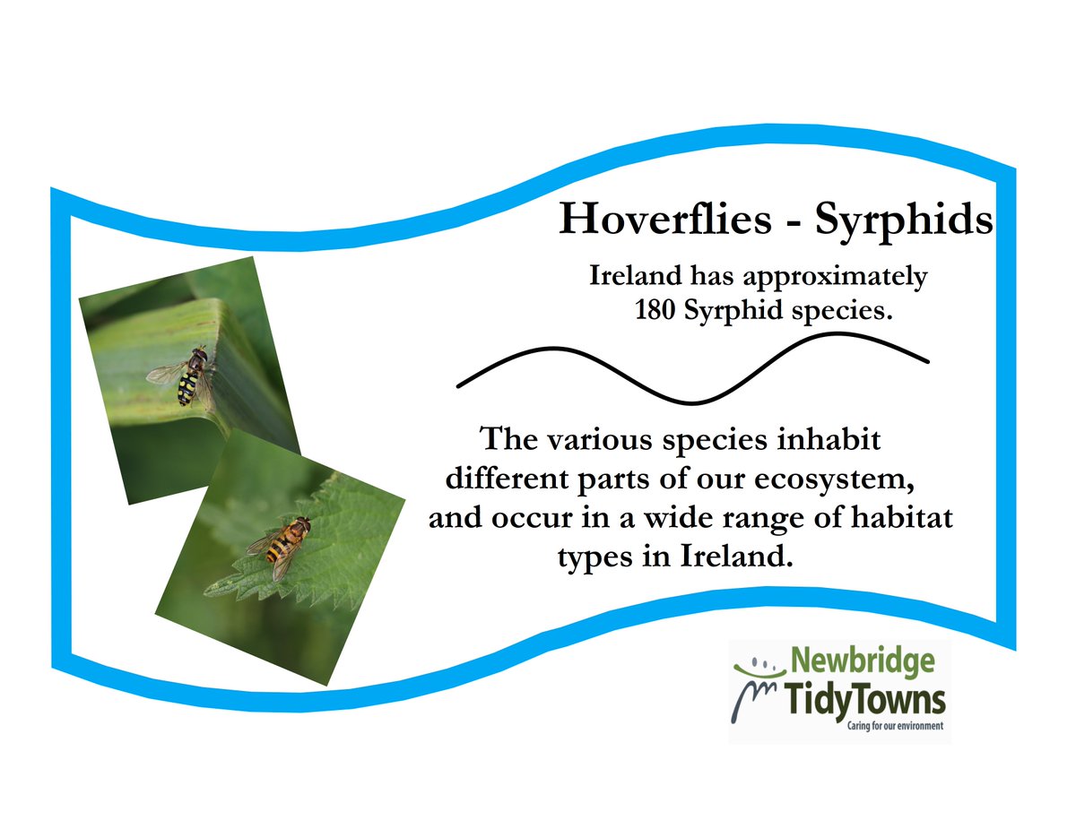 TTNewbridge's tweet image. #Hoverflies are “true flies” they don’t sting or bite &amp;amp; come in a variety of sizes, shapes &amp;amp; colours some with striking colours / patterns.

As their name implies many hoverfly species “hover” holding a steady position basking in the sunshine &amp;amp; are excellent #Pollinators