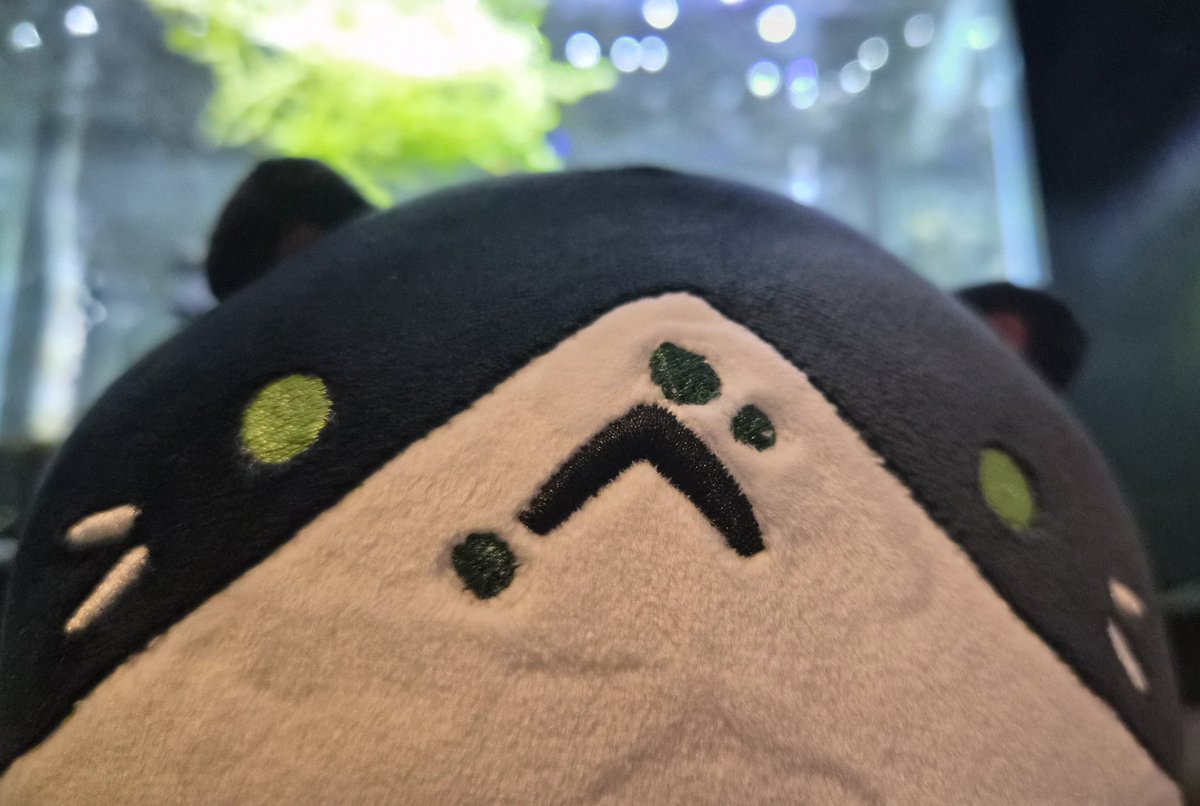 ApriKariVT's tweet photo. Since I can't have the real Poki I will have to resort to the adorable plush!

My @RachelAndJun cat plushies came in and they're so cute! Their enjoying the view of the fish aquairum. https://t.co/OYdSw1S2fi