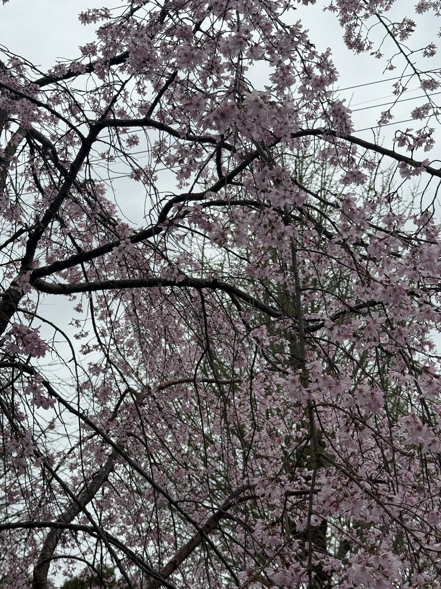 LALATOY LALAYO tweet media