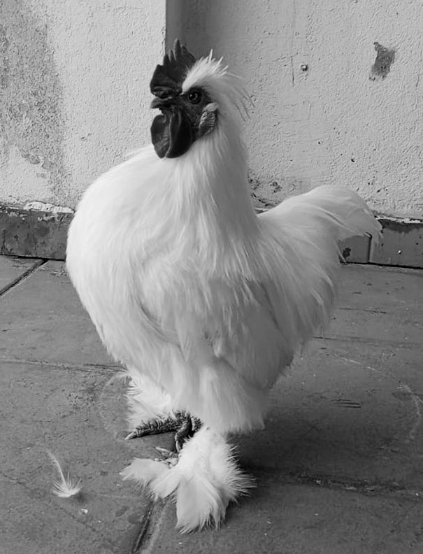 Thunder #CháDeTrovão tweet media