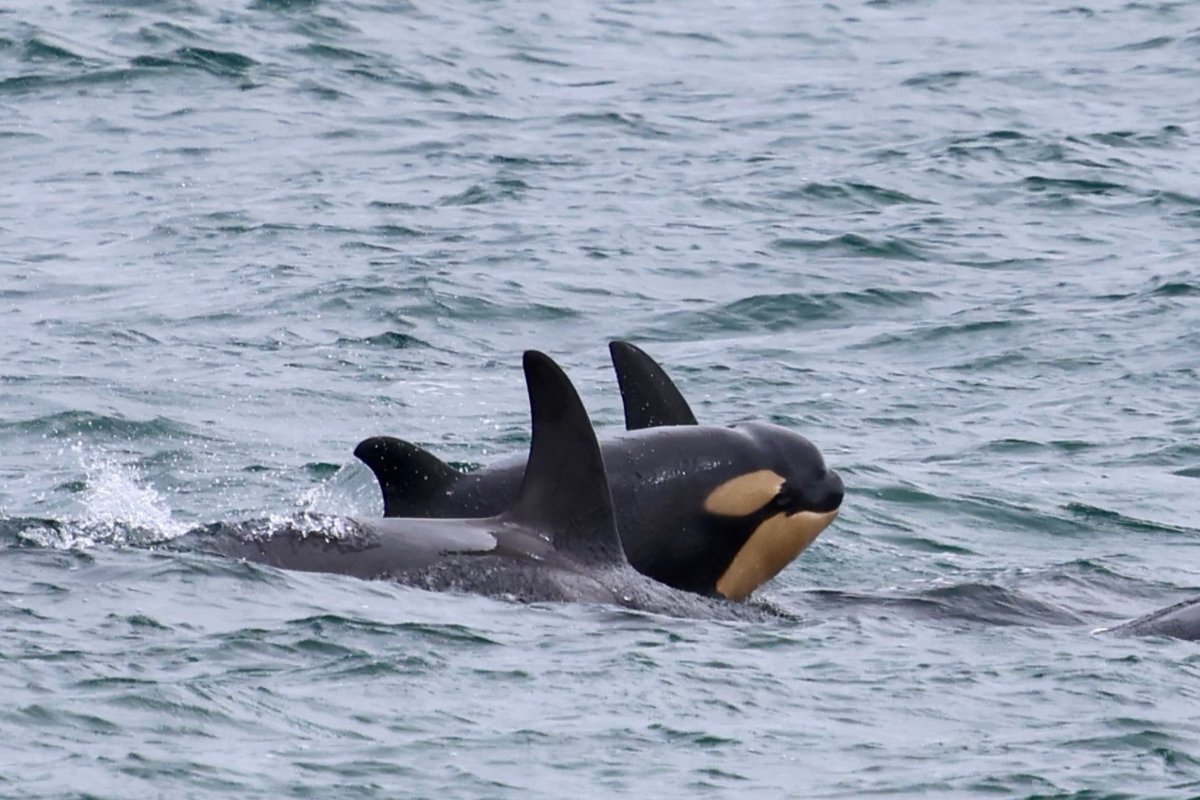 Pacific Whale Watch Association 🐳 tweet media