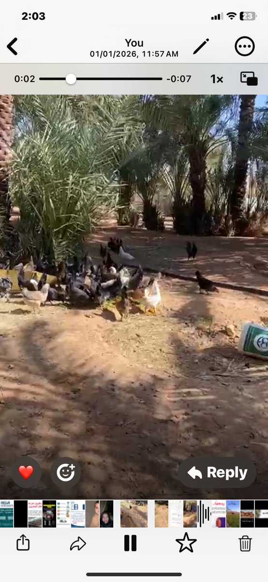 مزارع روضة النخيل العضوية tweet media