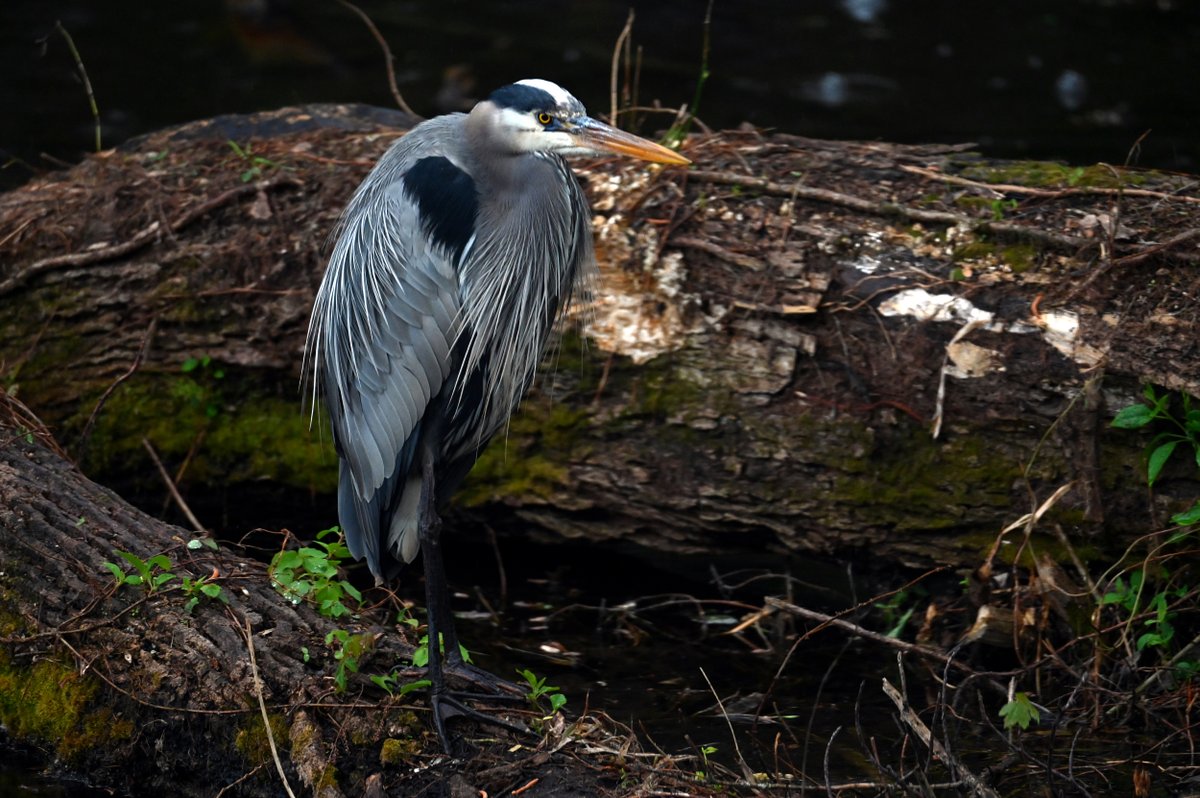 Nate Igor Smith tweet media