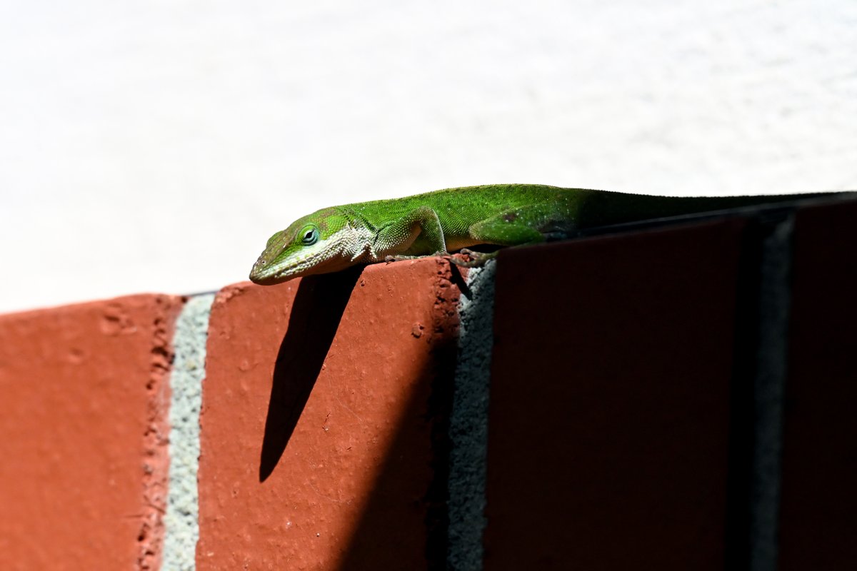 Nate Igor Smith tweet media