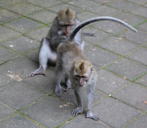 ...bigcatwar....1 tweet media