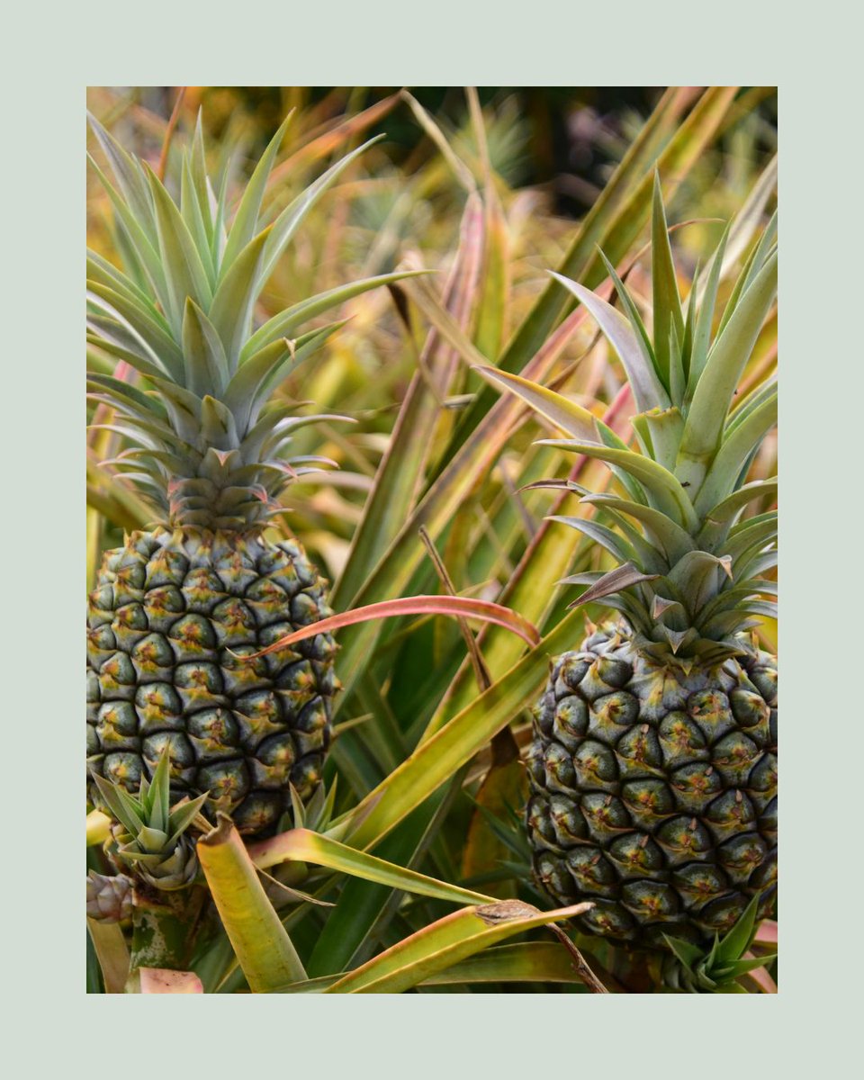 Agriscaping tweet media