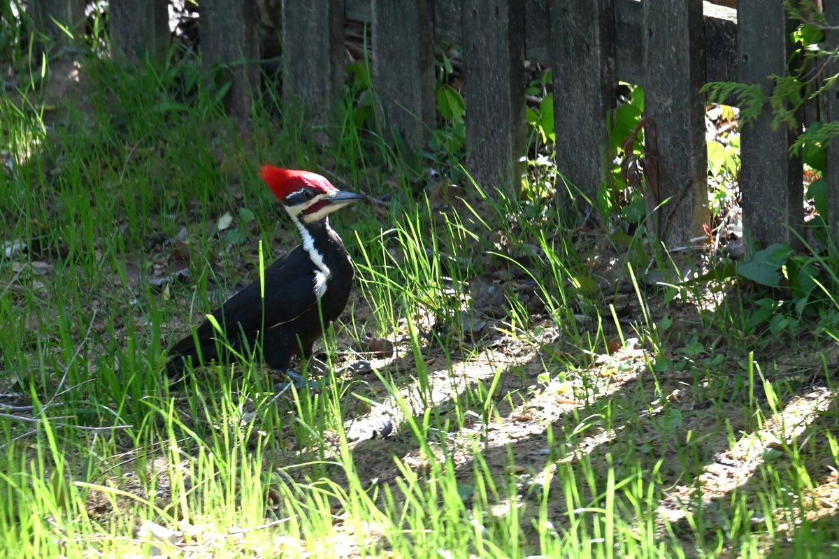 Nate Igor Smith tweet media