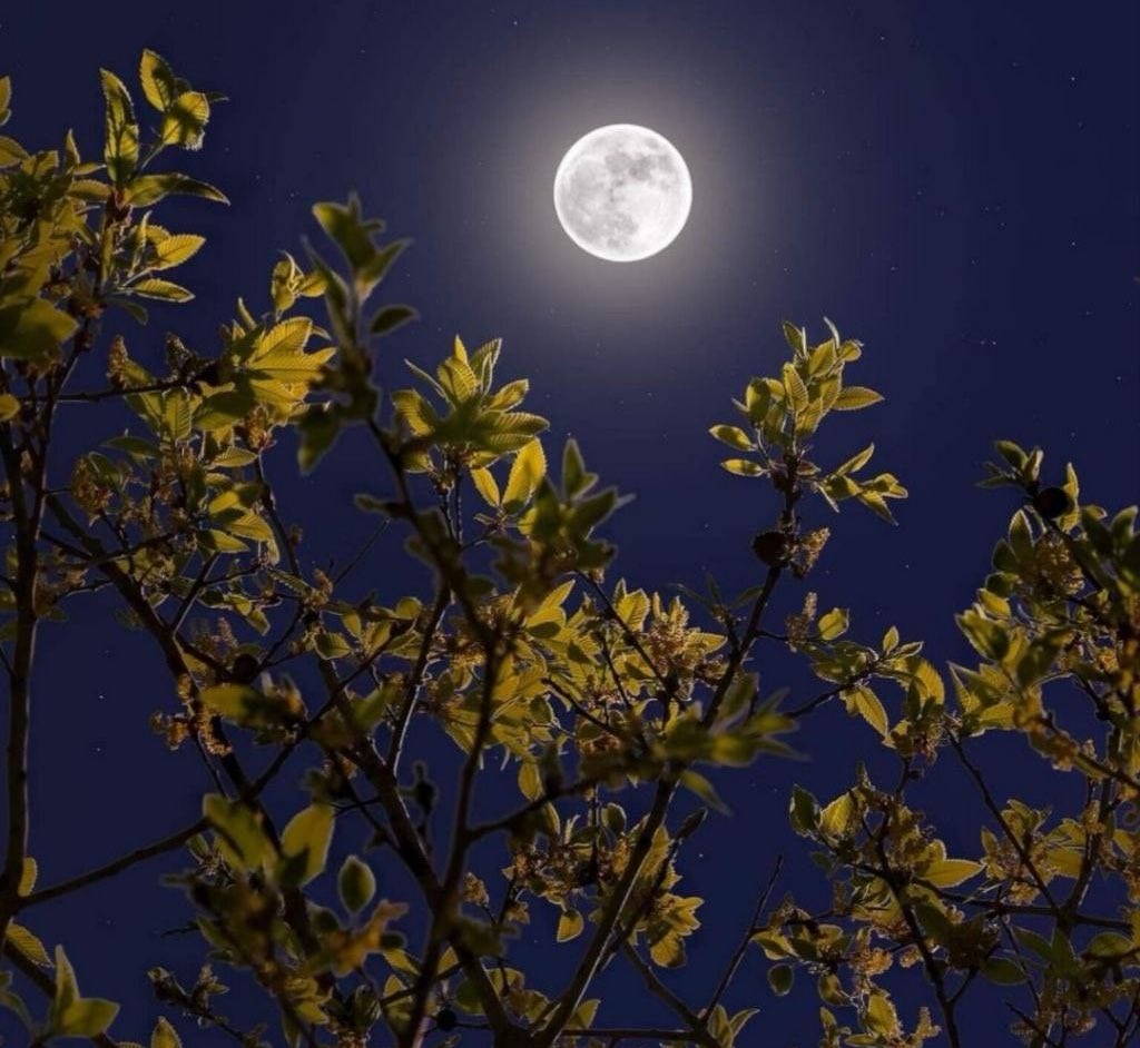 ابنة الريف 🇸🇦 tweet media