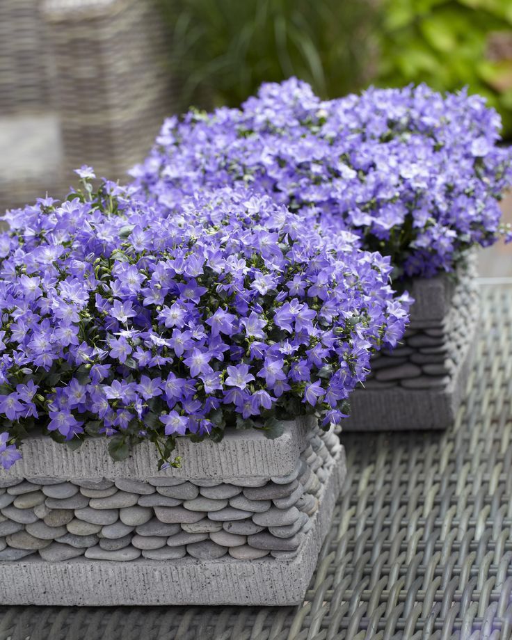 صمتي حكاية tweet media