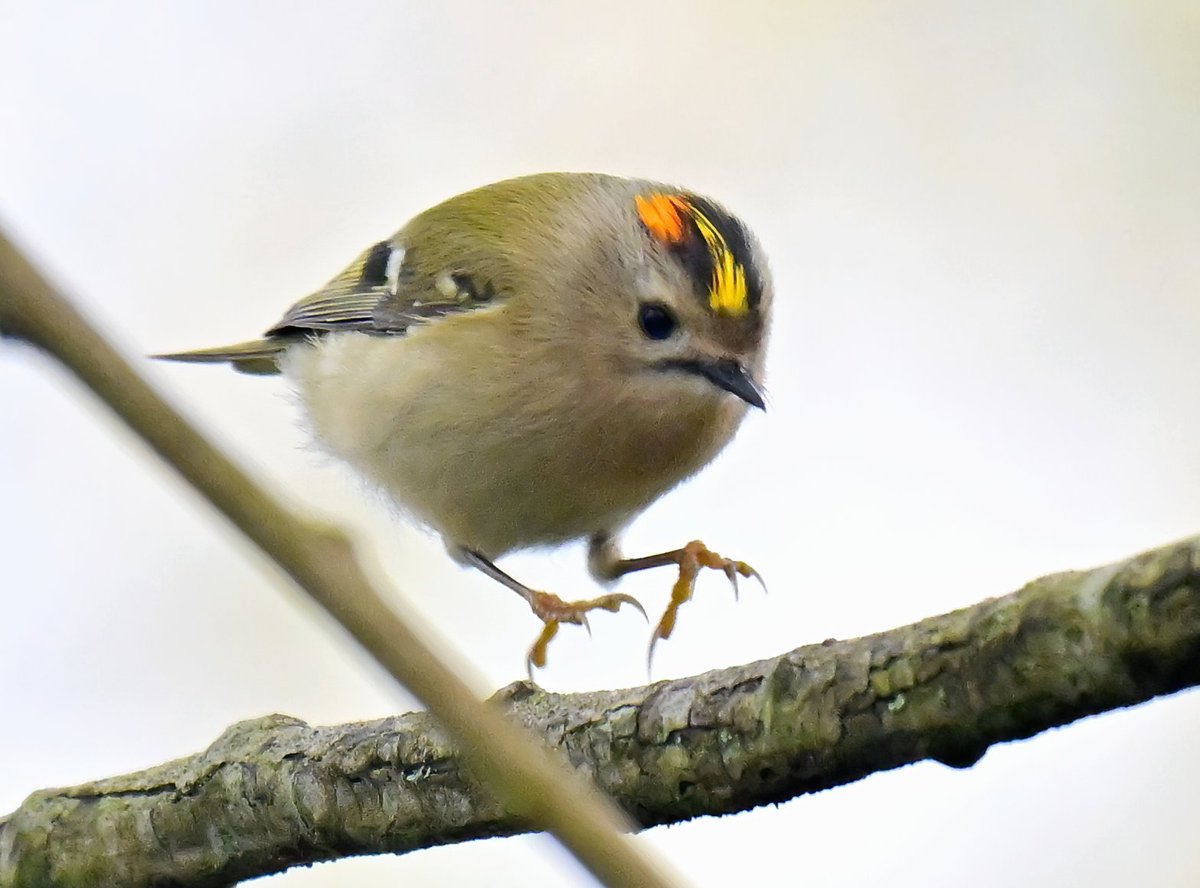 Carl Bovis tweet media