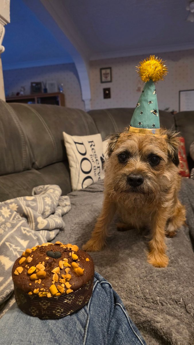 ConorTheBrit's tweet photo. Birthday boy is 9 today 🎉🪅 https://t.co/QrOWas4NHK
