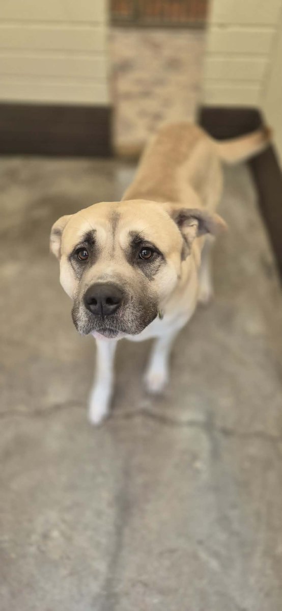 Animal Adoptions UK 🐕‍🦺🐈🐎❤️ tweet media