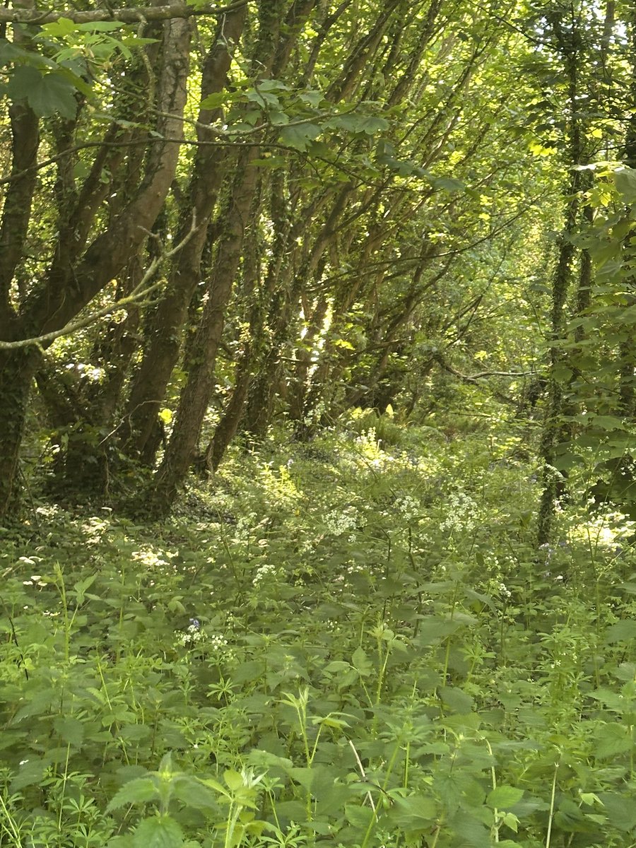 ACHUB PENRHOS / SAVE PENRHOS NATURE RESERVE 🍃💚🍃 tweet media