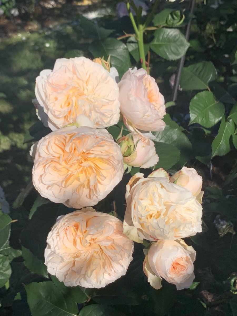 PetalAndSoil's tweet photo. Watching these blooms grow a little more each day 🌱🌸 It’s amazing how life shows up in small moments 
#BloomingDays #NatureVibes #FlowerMagic #DailyJoy #SimplePleasures https://t.co/s5uRlmdDTB