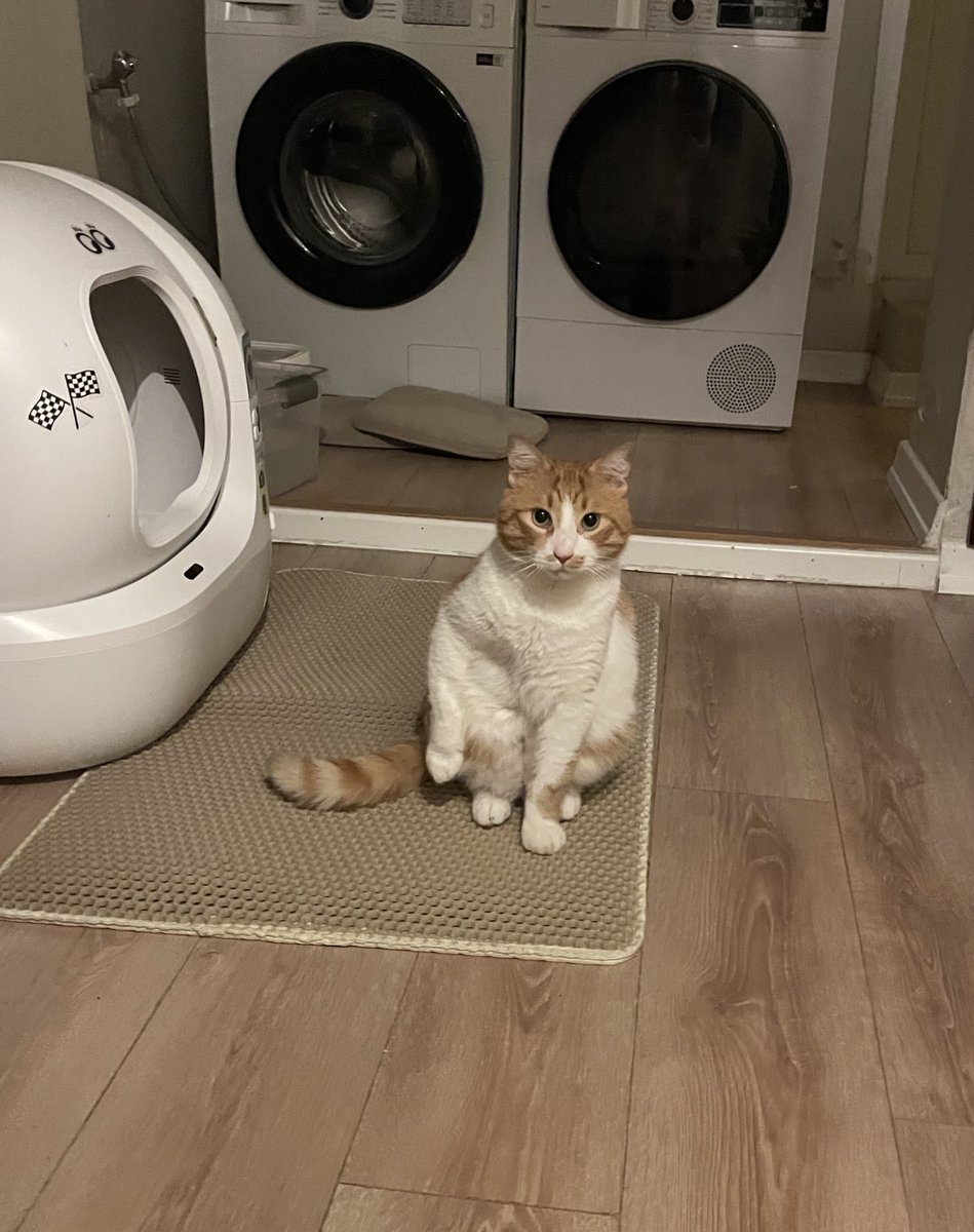 Çerez Çitos Bihter Behlül Poşetçi tweet media